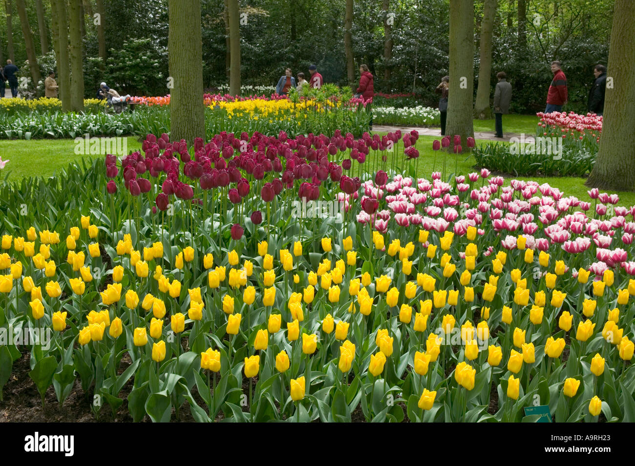 Keukenhof Gärten in der Nähe von Alkmaar Holland Stockfoto