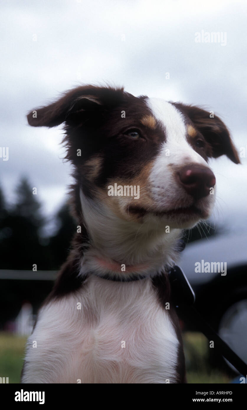 identichip collar tag