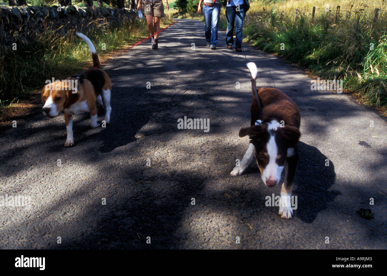 braune Tri Farbe Border-Collie Welpen Hund mit Tri Farbe Beagle Welpen an der Leine Stockfoto