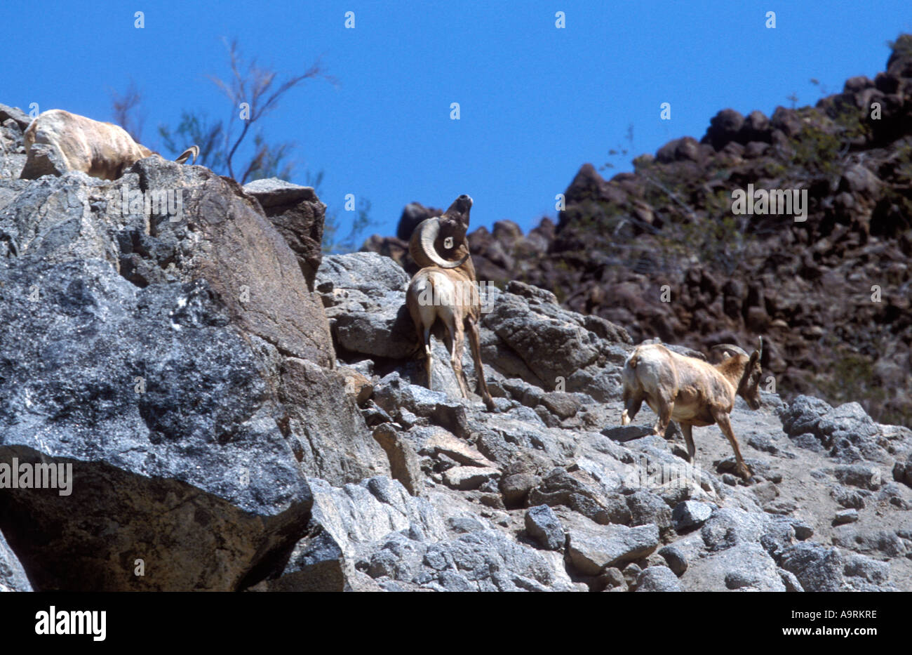 Bighorn Schafe auf felsigen Hügel. Stockfoto