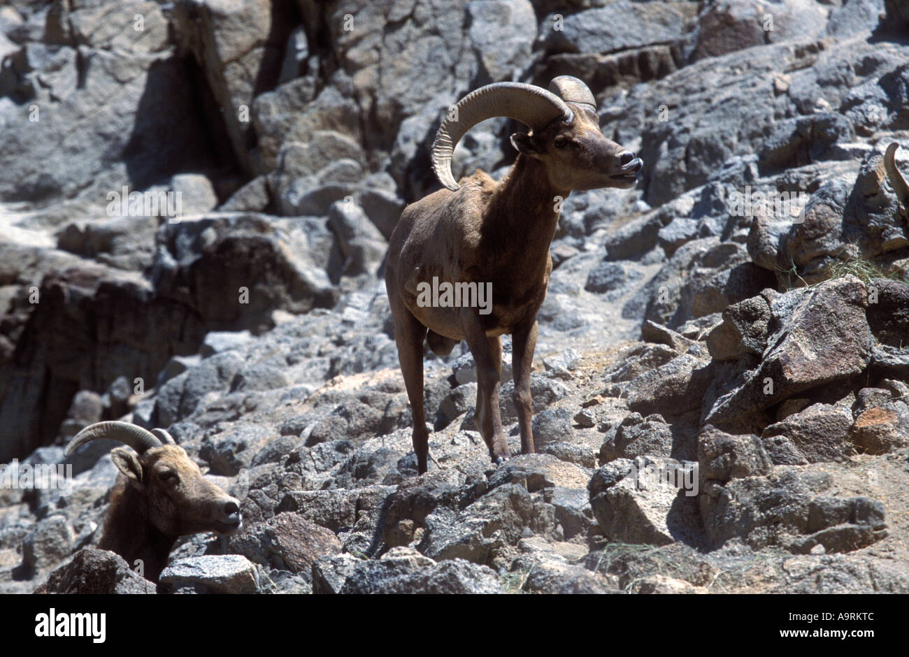 Bighorn Schafe auf felsigen Hügel. Stockfoto