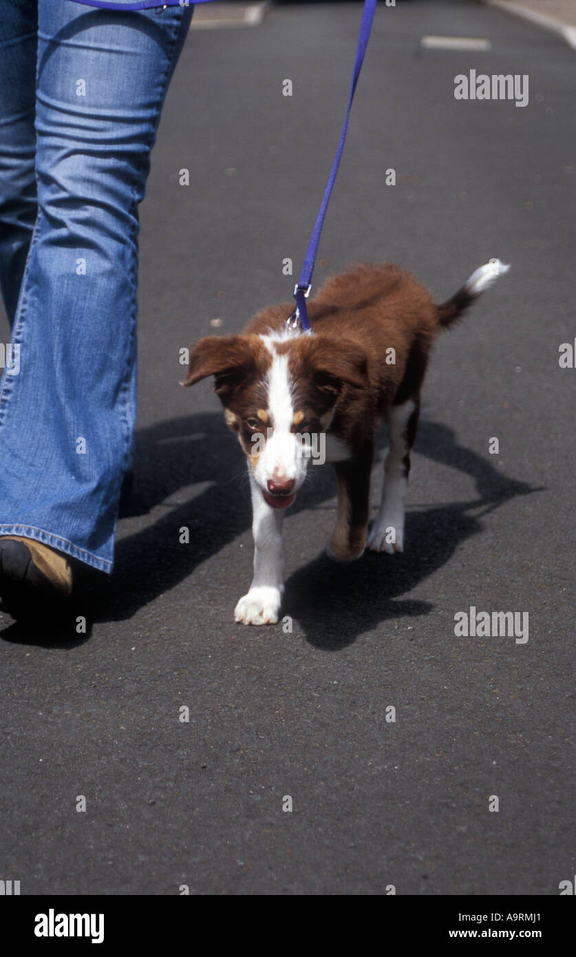braune Tri Farbe Border-Collie Welpen Hund bis zur Ferse laufen lernen Stockfoto