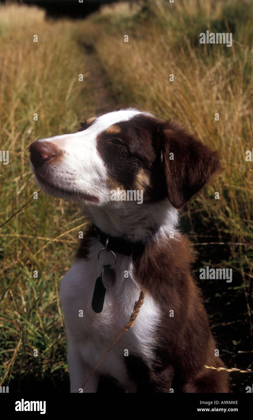 braune Border-Collie Welpen rot Schokolade Hündchen Stockfoto