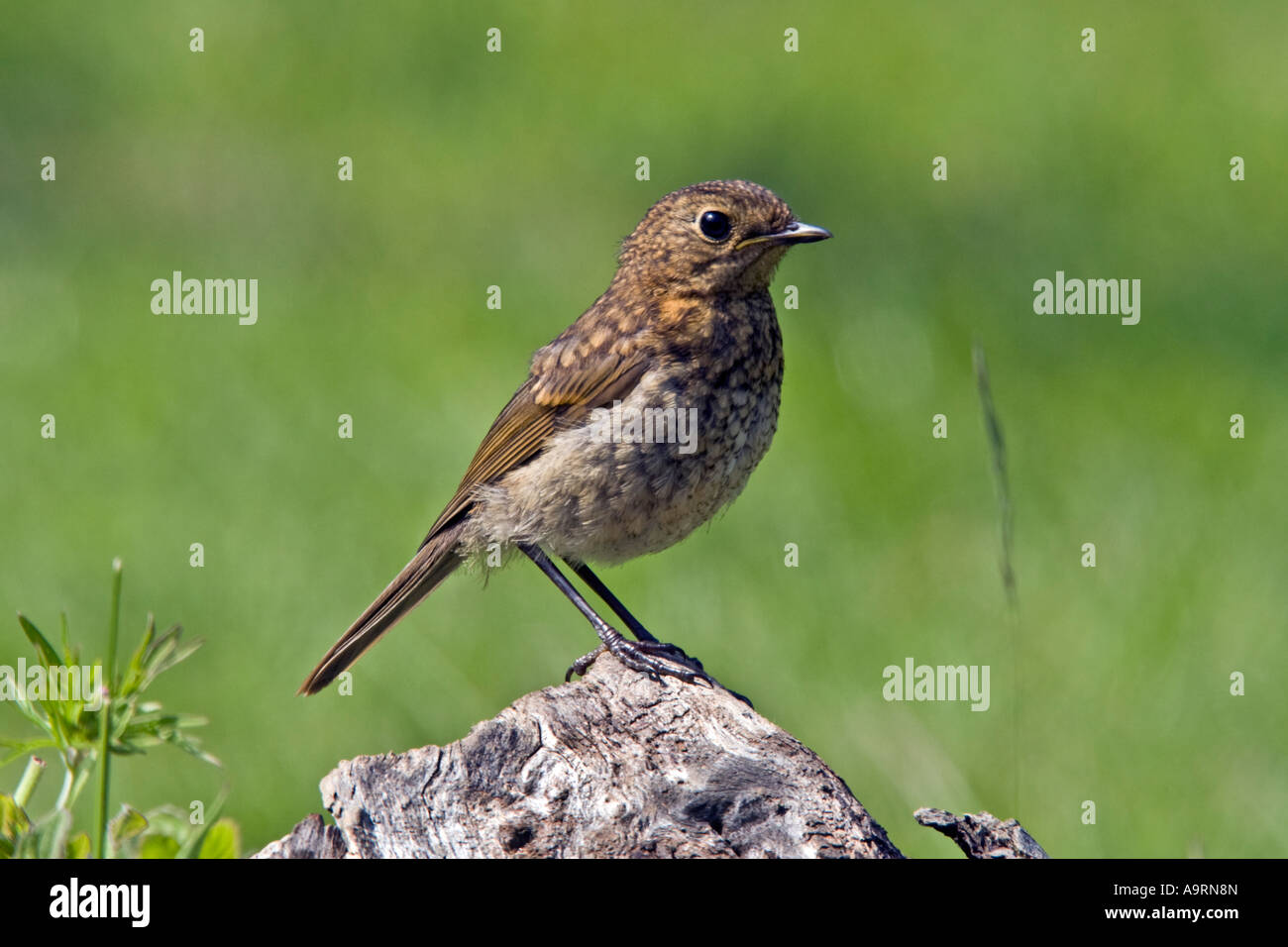 Young Robin Erithacus Rubecula stehend auf Log Warnung mit schönen Fokus Hintergrund Potton Bedfordshire suchen Stockfoto
