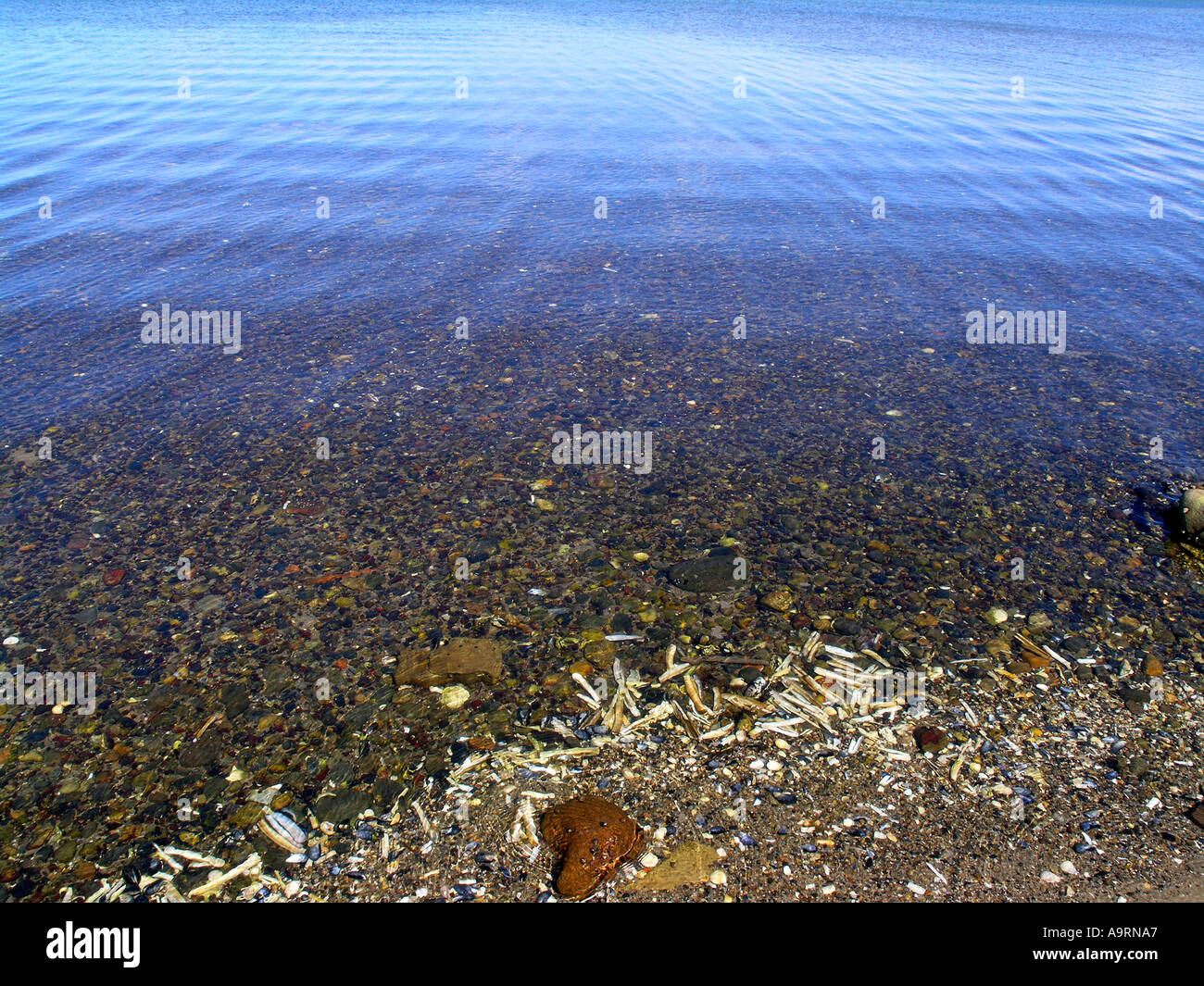 Der Meeresboden durch das ruhige Wasser gesehen Stockfoto