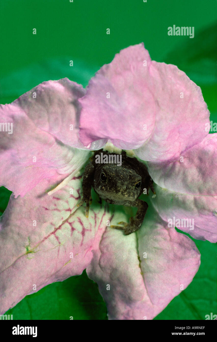 Biene-Überraschung - schwere Cricket Frosch trägt glamourösen Blume Kleid, Ruellia, warten darauf, etwas zu essen, Midwest USA überraschen Stockfoto