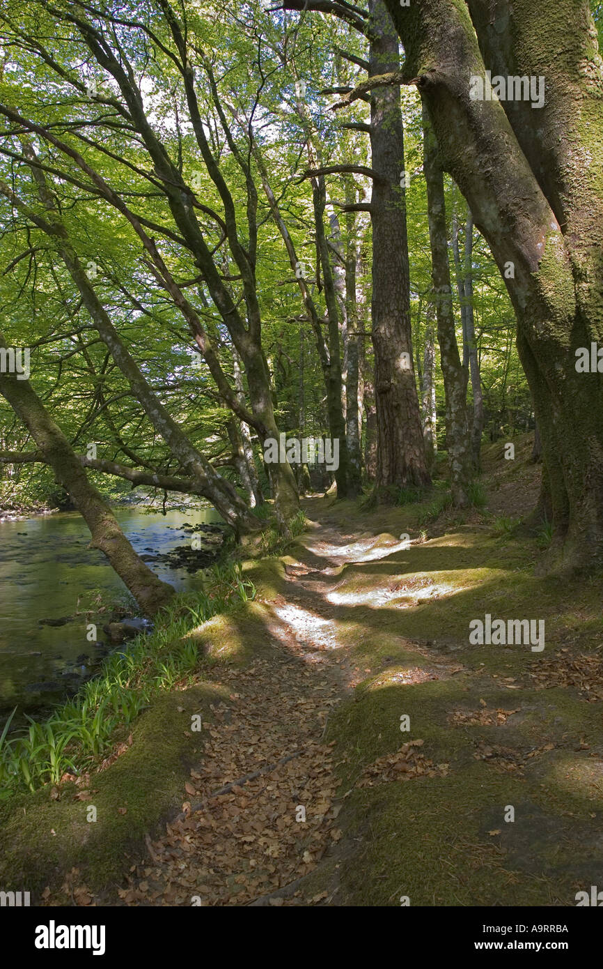 Riverine Wald Glencoe in der Nähe von Fort William Scotland Stockfoto