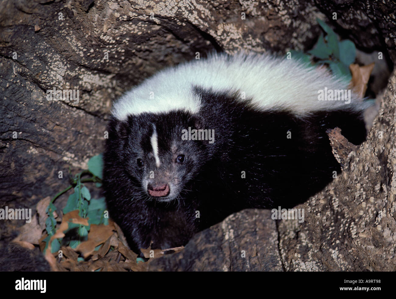 Striped Skunk (Mephitis Mephitis) eingebettet in einem hohlen Protokoll Blickkontakt Stockfoto