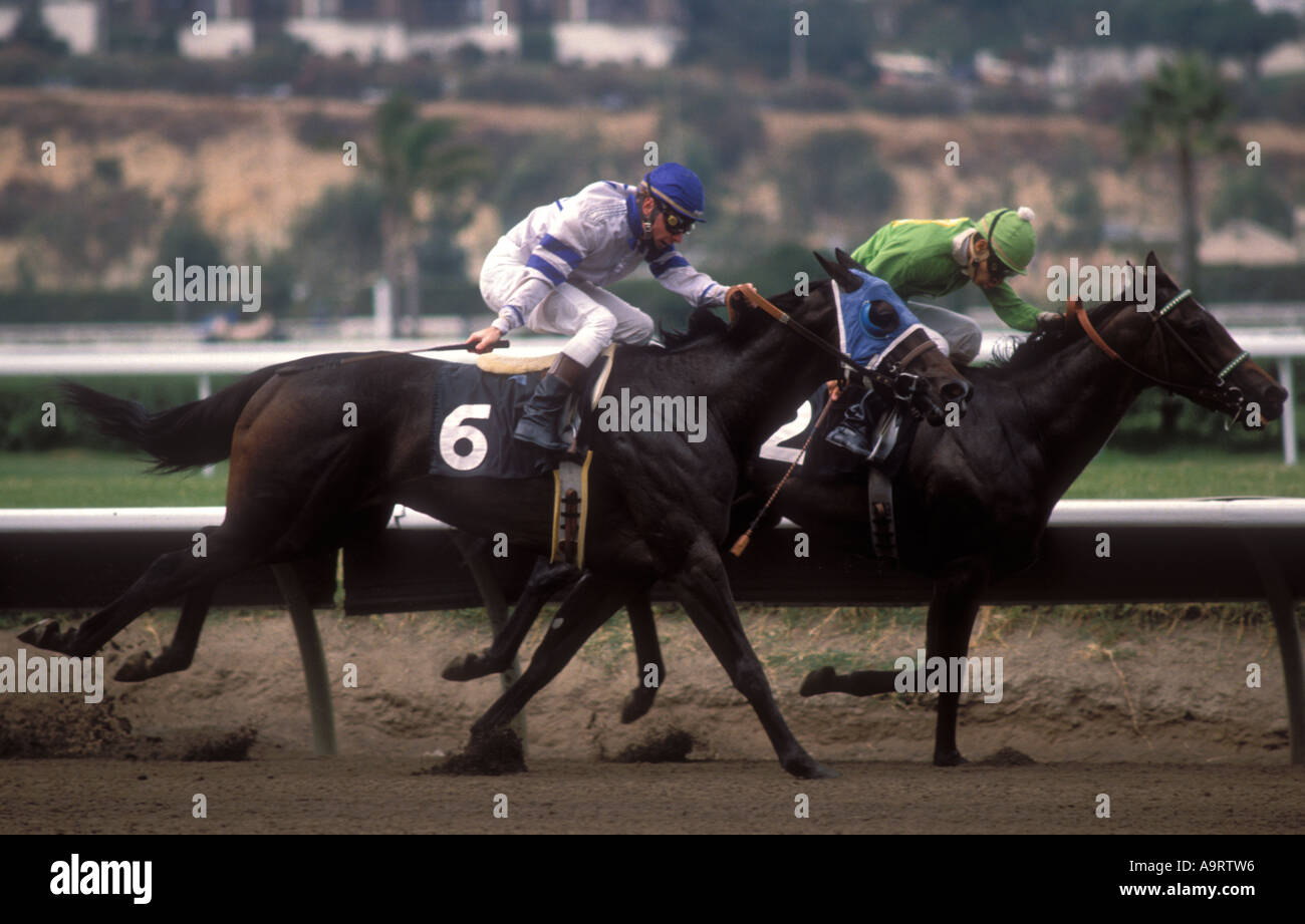 Zwei Rennpferde mit Jockeys auf dem richtigen Weg. Stockfoto