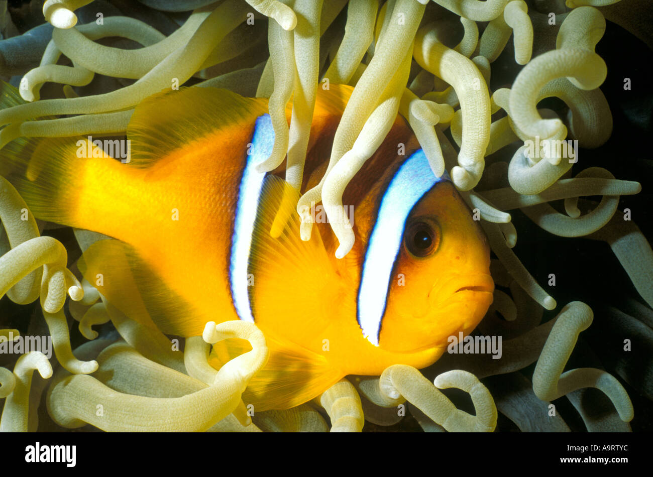 Das Rote Meer Clownfische (Amphiprion Bicinctus) oder Anemonenfische aka Twoband Anemonefish inmitten einer Anemone. Stockfoto