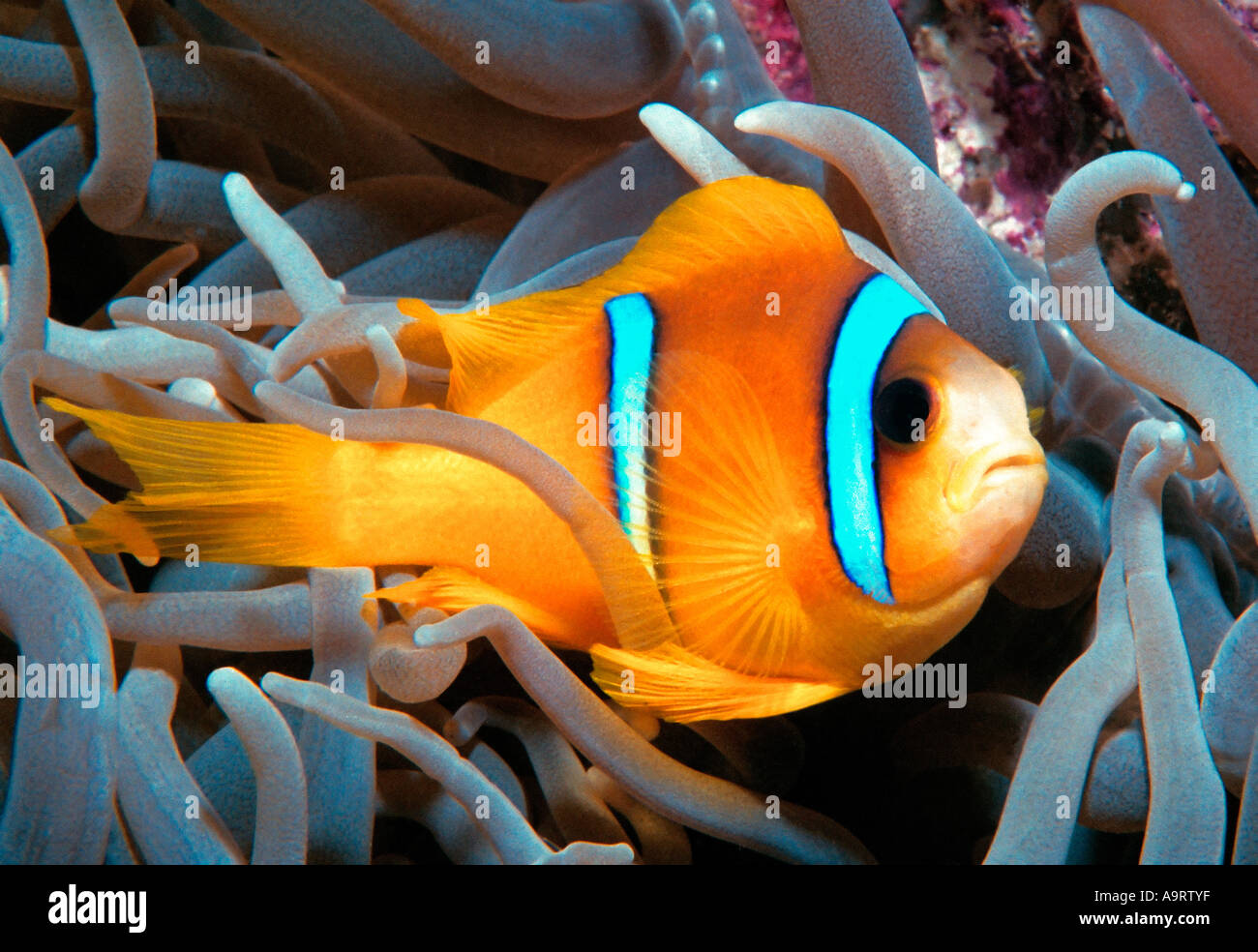 Das Rote Meer Clownfische (Amphiprion Bicinctus) oder Anemonenfische aka Twoband Anemonefish inmitten einer Anemone. Stockfoto