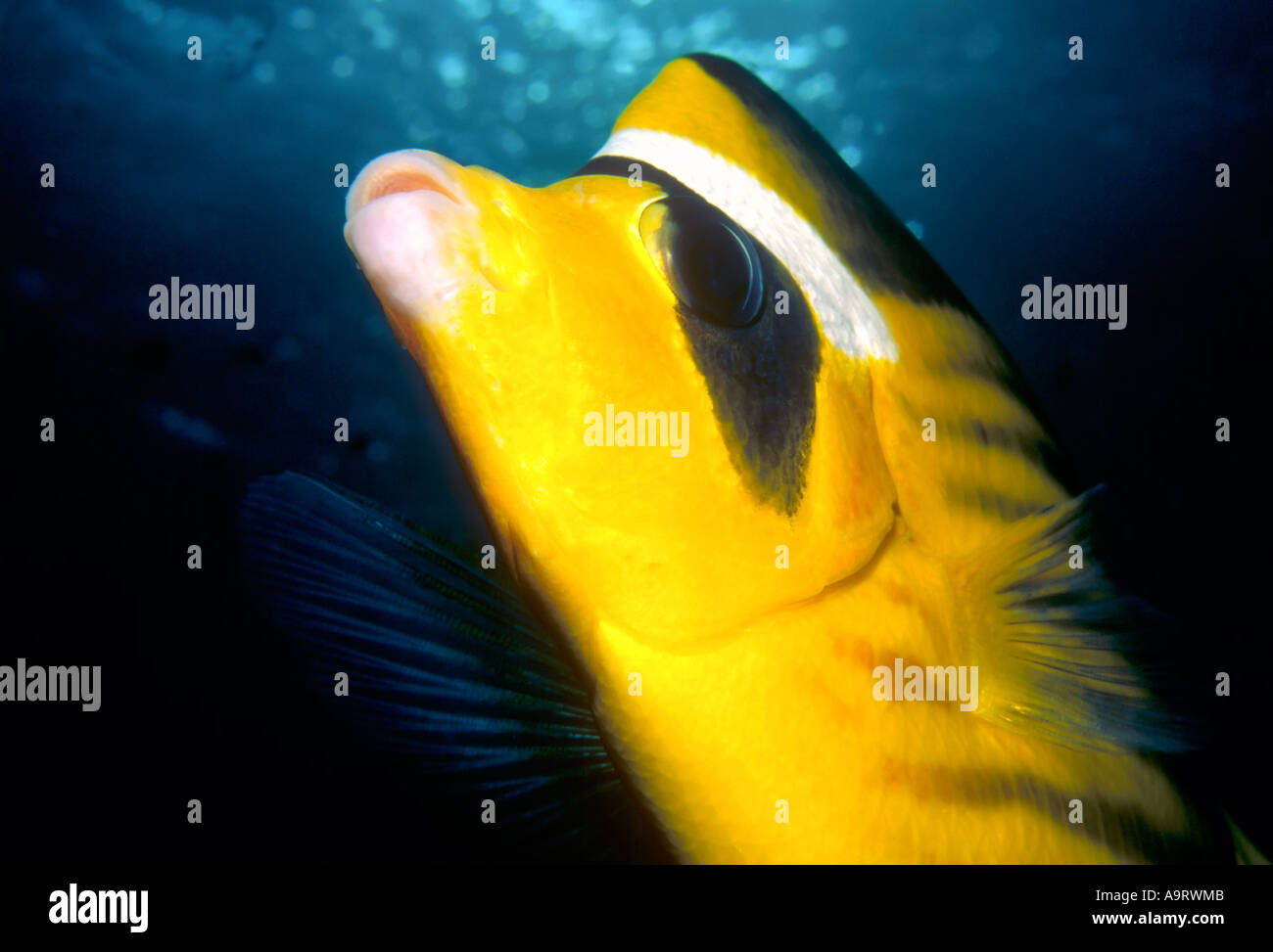 Nahaufnahme von einem gestreiften Butterflyfish (Chaetodontidae Fasiatus) Unterwasser vor einem dunklen Hintergrund blau/schwarz. Stockfoto