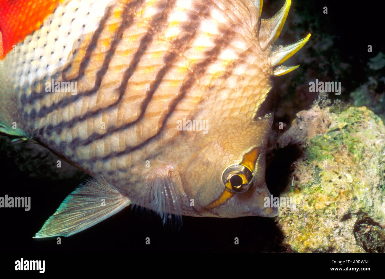 Nahaufnahme von einer Krone Butterflyfish (Chaetodontidae Paucifasiatus) Unterwasser Nahrungssuche auf Korallen. Stockfoto