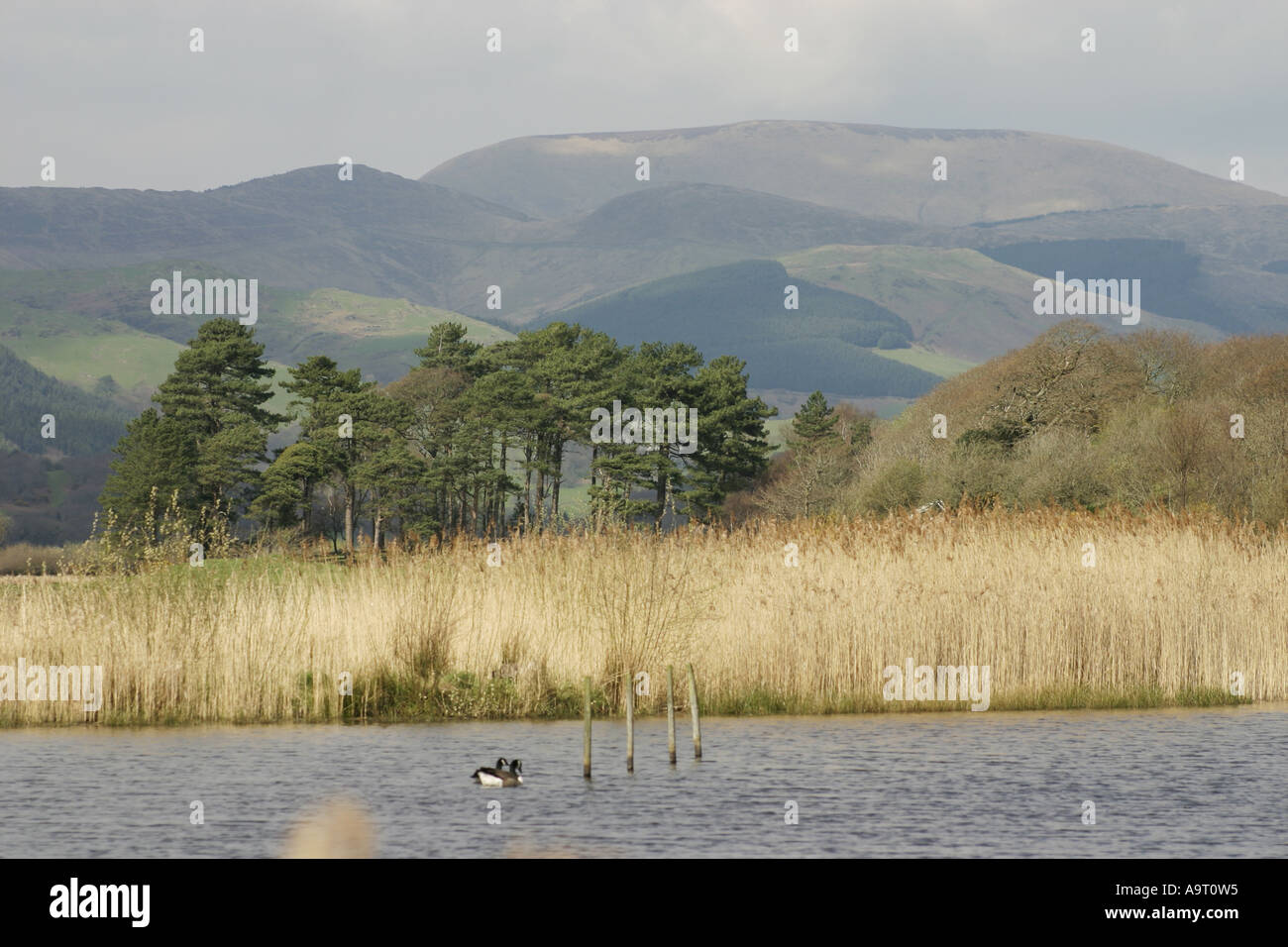 Ynys Hir RSPB Reserve in Wales, mit Blick auf den Fluss Dovey und den Hügeln des Bereichs Tarrens Stockfoto