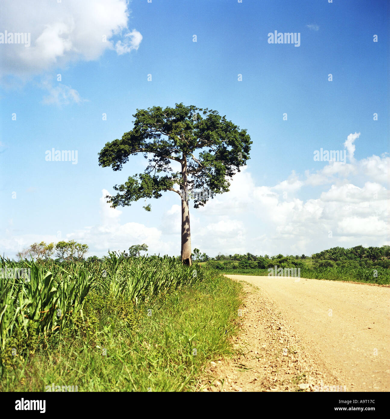 Baum auf einer Straße im westlichen Belize Spanish Lookout Stockfoto