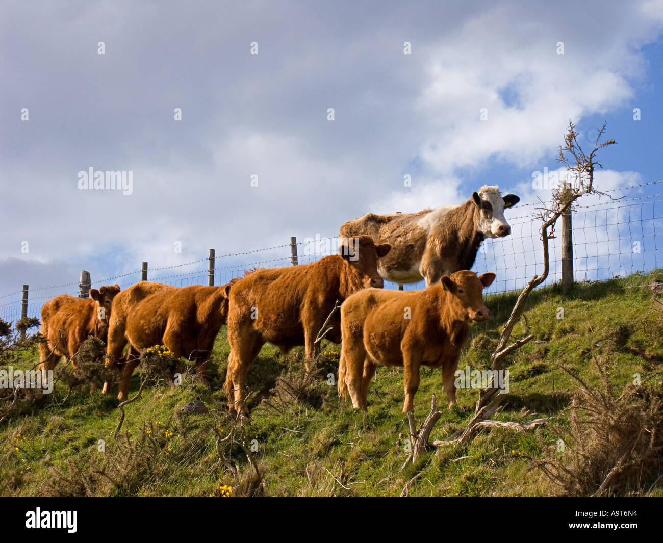 Rinder grasen auf küstennahen Weiden. UK Stockfoto