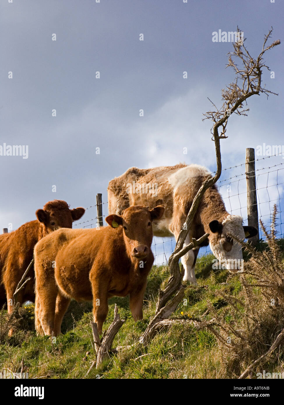 Viehweiden auf Küstenweiden. South Devon, Großbritannien Stockfoto