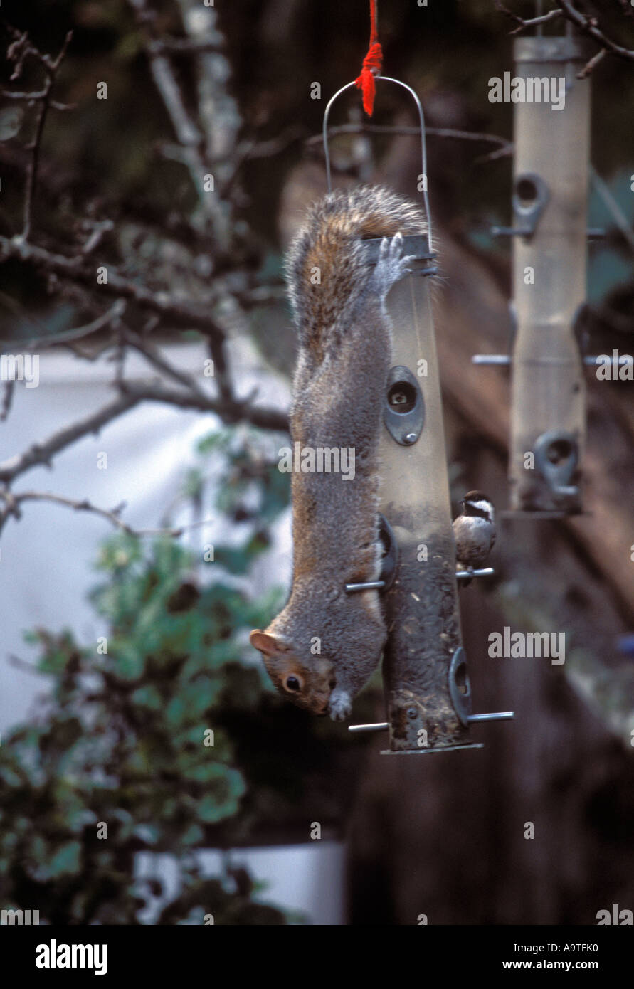 Graue Eichhörnchen Hinterhof Vogelhäuschen hängen. Stockfoto