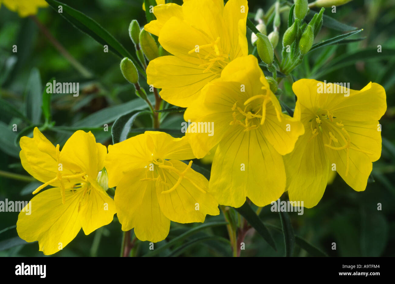 Oenothera 'African Sun'. Nachtkerze, Sundrops. Stockfoto