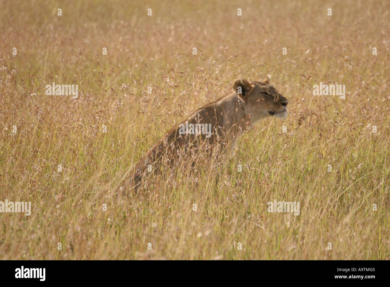 Getarnte Löwen in die Masai Mara in Kenia Stockfoto