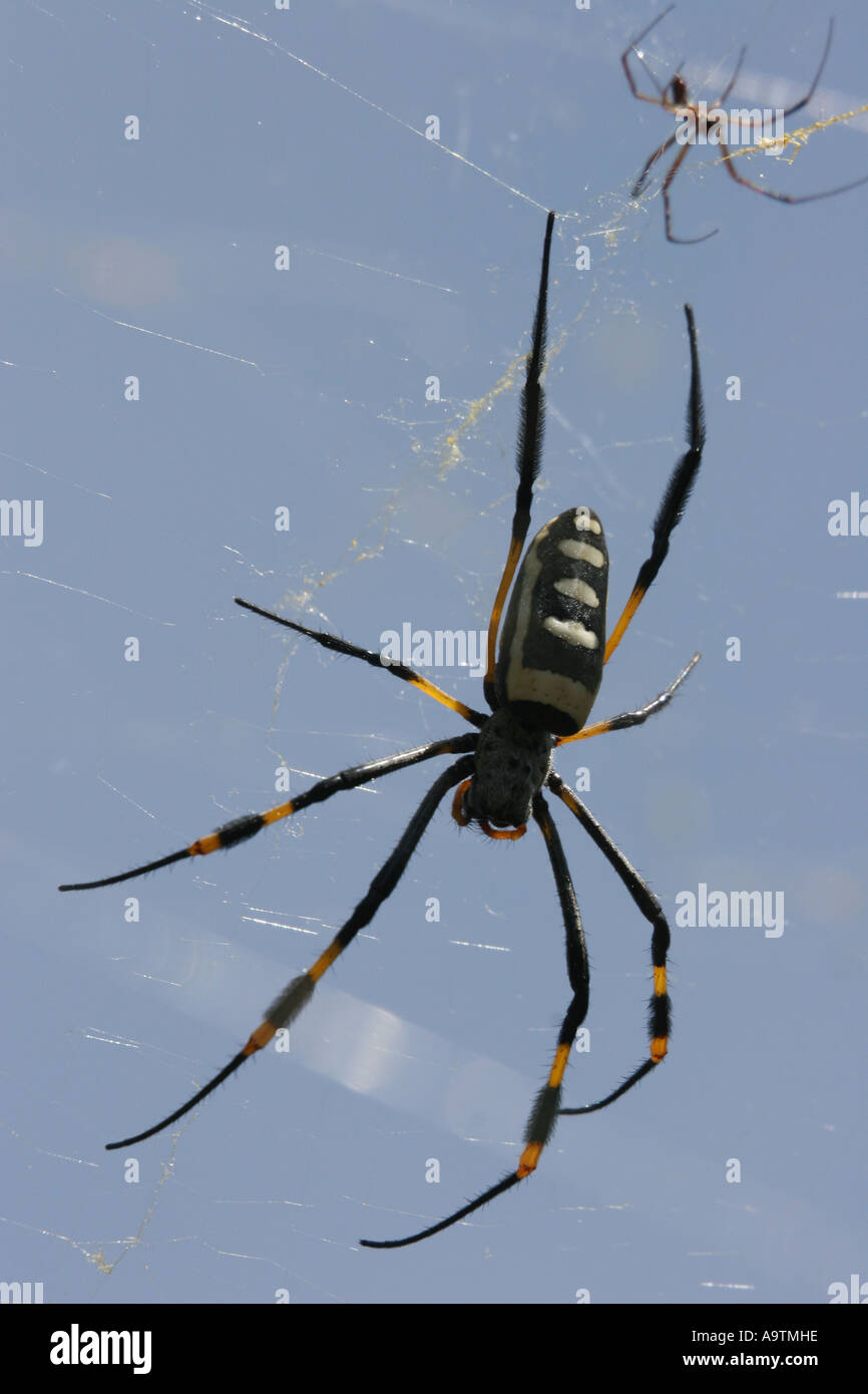 Golden Orb Spider, Simbabwe, Afrika Stockfoto