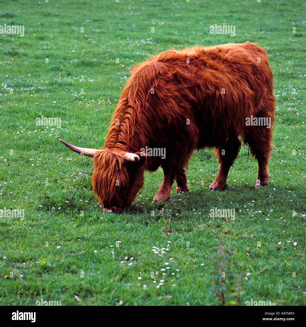 HIGHLAND KUH WEIDEN IN EINEM FELD Stockfoto