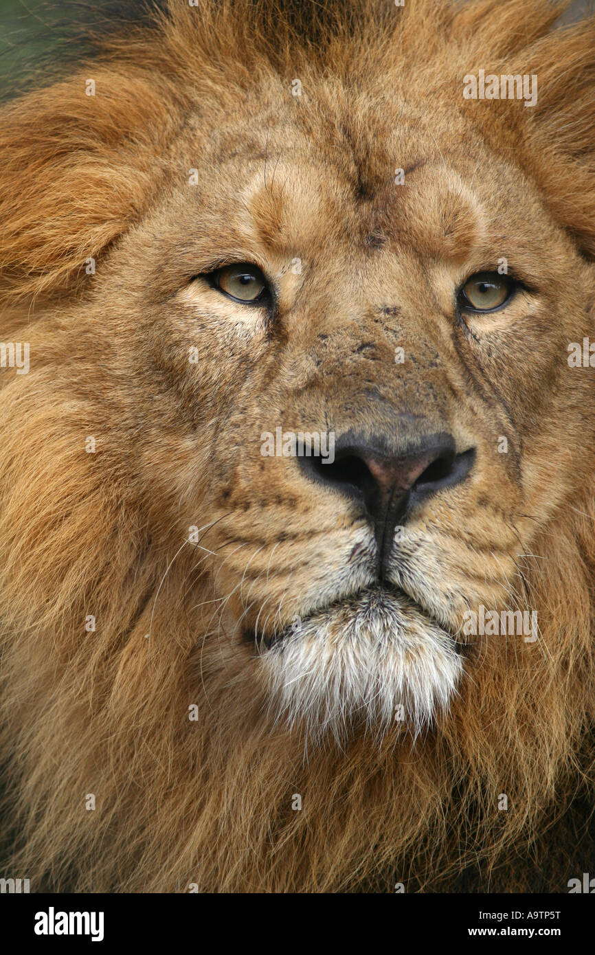 männliche asiatischen Löwen Stockfoto