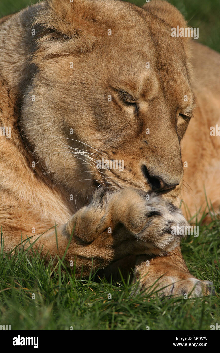 Weibliche asiatische Löwen Pfoten Reinigung Stockfoto