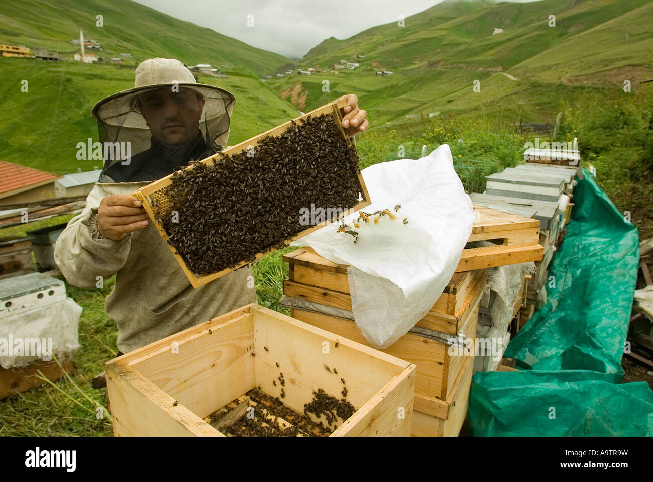 Honigbienen, Apis Mellifera, auf Brutzellen ein Bienenstock, Artvin Türkei. Stockfoto