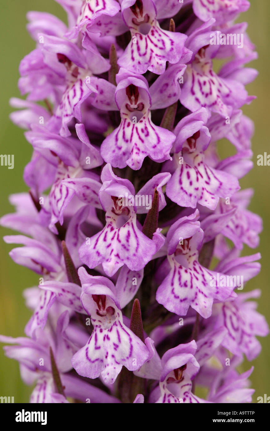 Gemeinsame gefleckte Orchidee Stockfoto