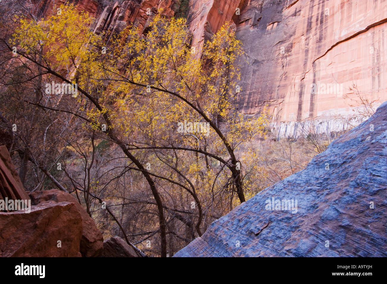 Weide neben oberen Emerald Pool Zion Nationalpark, Utah Stockfoto