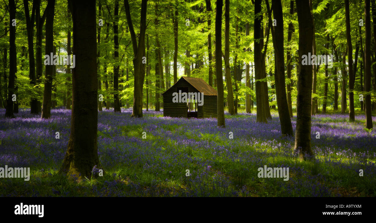 Bluebell Holz im Frühjahr Hampshire England Stockfoto