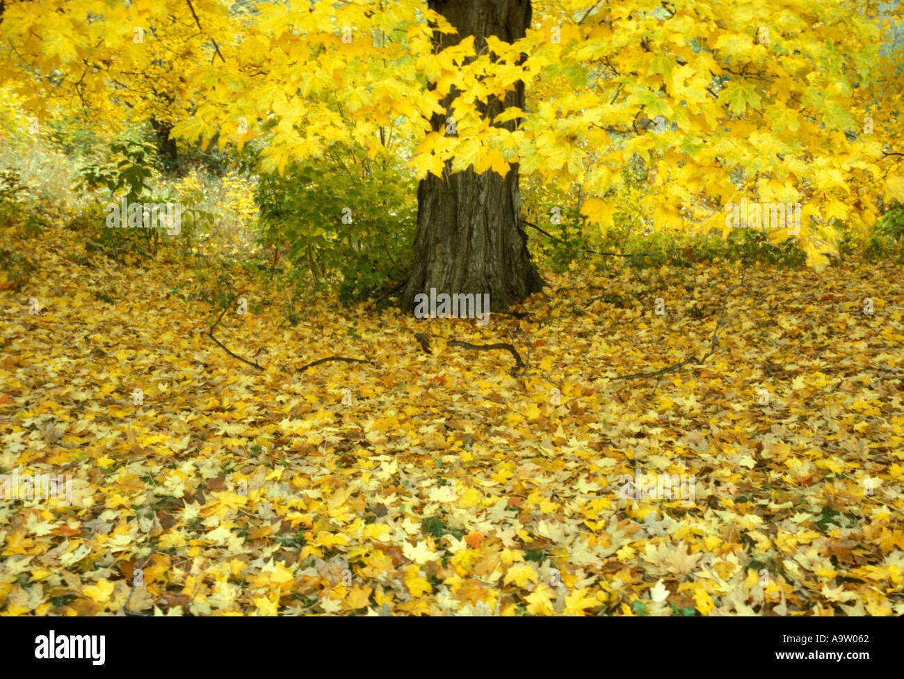 Herbst Blätter Massachusetts New England Stockfoto