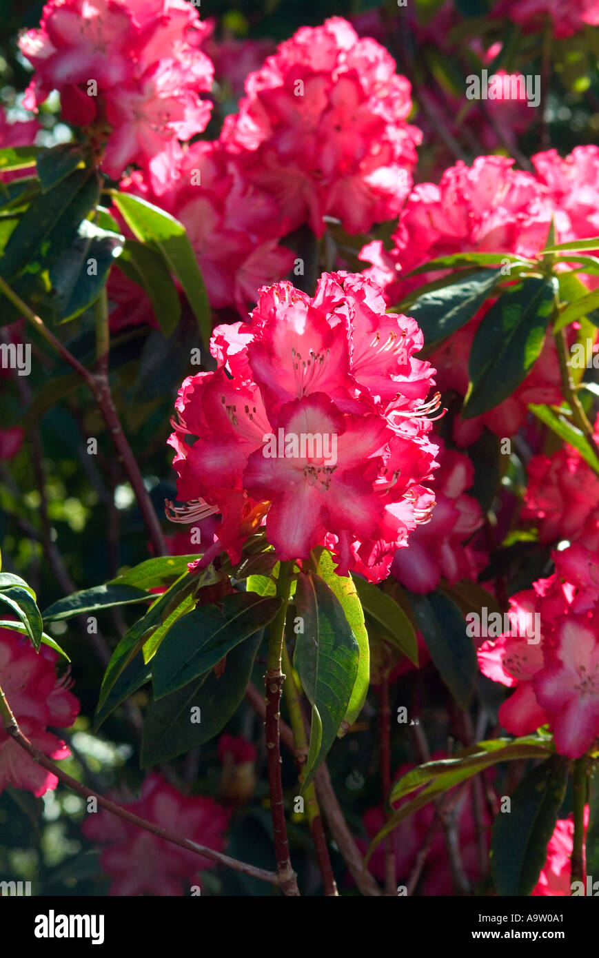 large rhododendron Bessie Howells Rhododendron