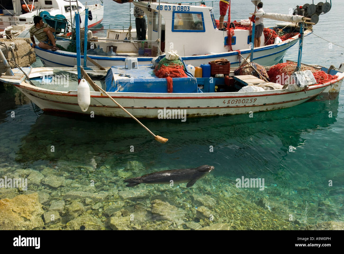 Mediterrane Mönchsrobbe, Monachus Monachus in einem Fischerhafen Kormen, Datca Türkei. Stockfoto