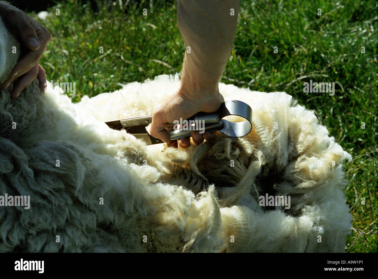 Ein Schaf mit altmodischen Handschere auf Fair Isle Scheren. Stockfoto