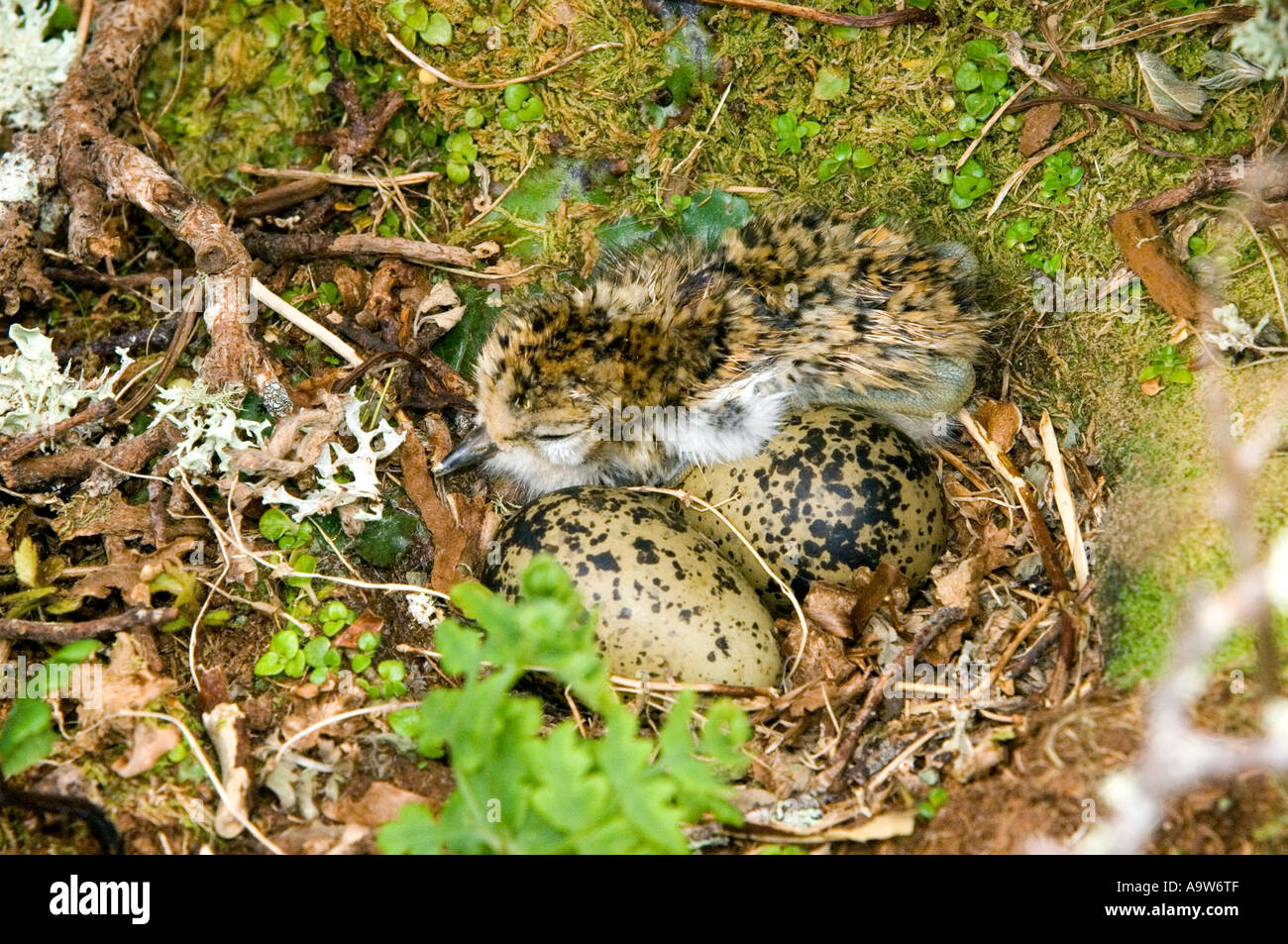 New Zealand Mornell Küken Enderby Insel in Neuseeland Auckland Inseln Stockfoto