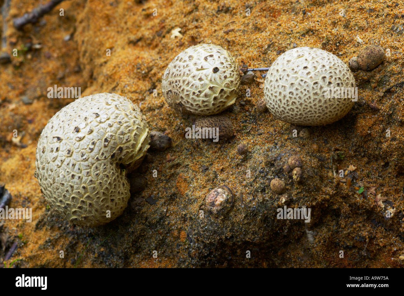 Nette Gruppe von drei Kartoffel Earthball Sklerodermie erwarten wächst in Linie sandigen Hügeln bedfordshire Stockfoto