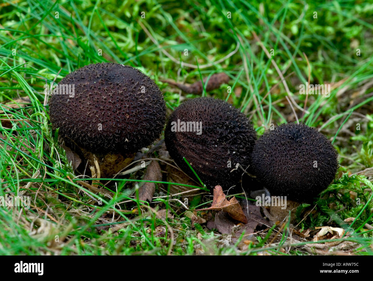 Drei schöne schwarze Puffball Lycoperdon hier wachsen in einer Linie sandigen Hügeln bedfordshire Stockfoto