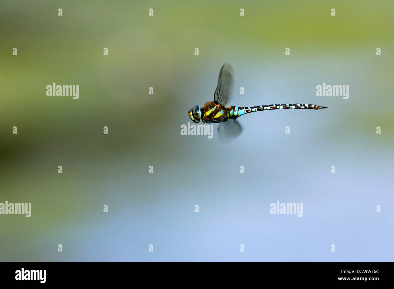 Migrationshintergrund Hawker Aeshna Mixta im Flug mit schönen entschärfen Hintergrund Willington Kies Gruben bedfordshire Stockfoto