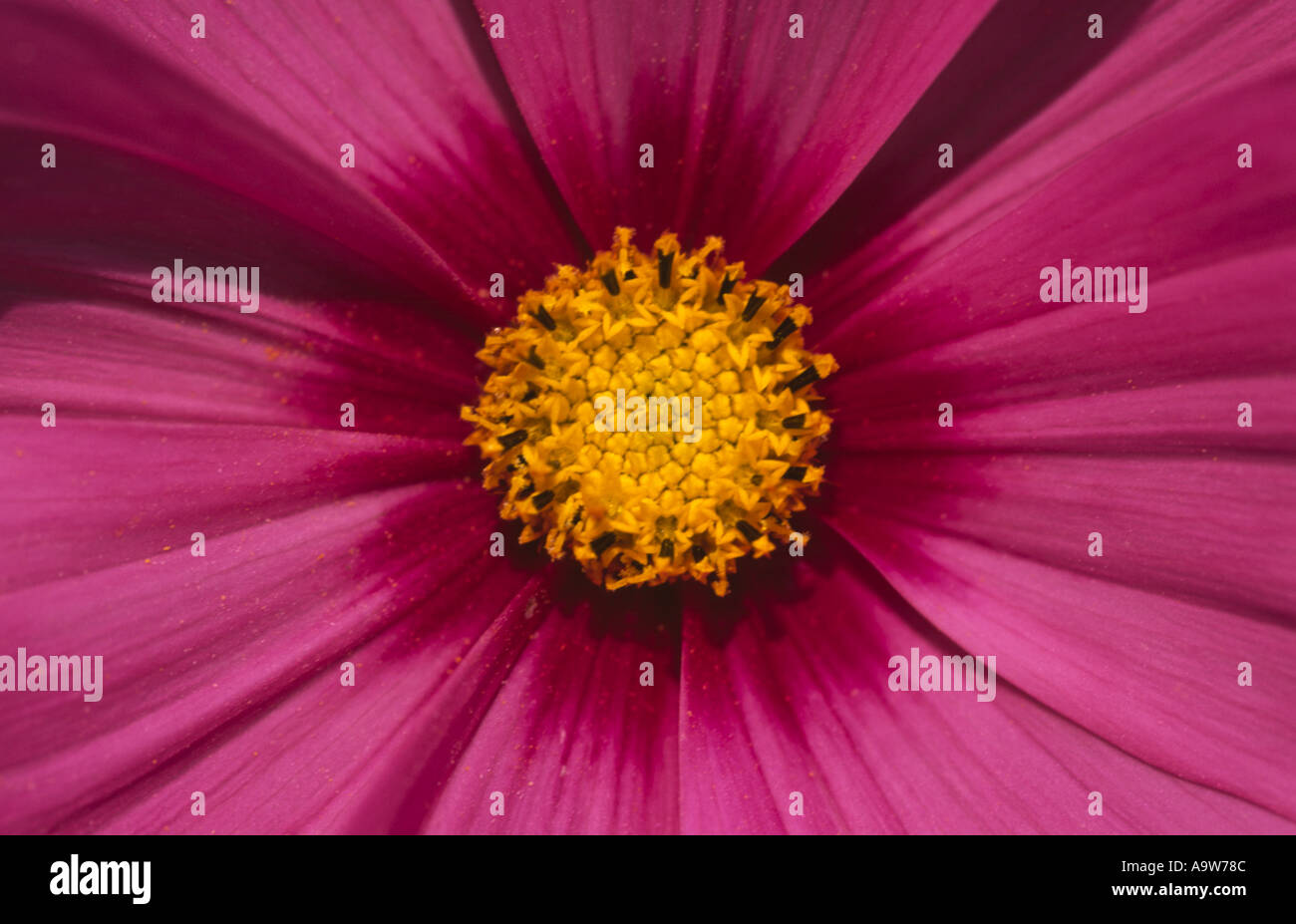 Close up Schmuckkörbchen Ausstrahlung Blume Stockfoto
