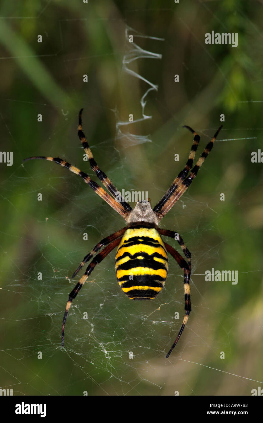 Wasp Spider Argiope Bruennichi On Web zeigt Zick Zack Patten Bromham bedfordshire Stockfoto
