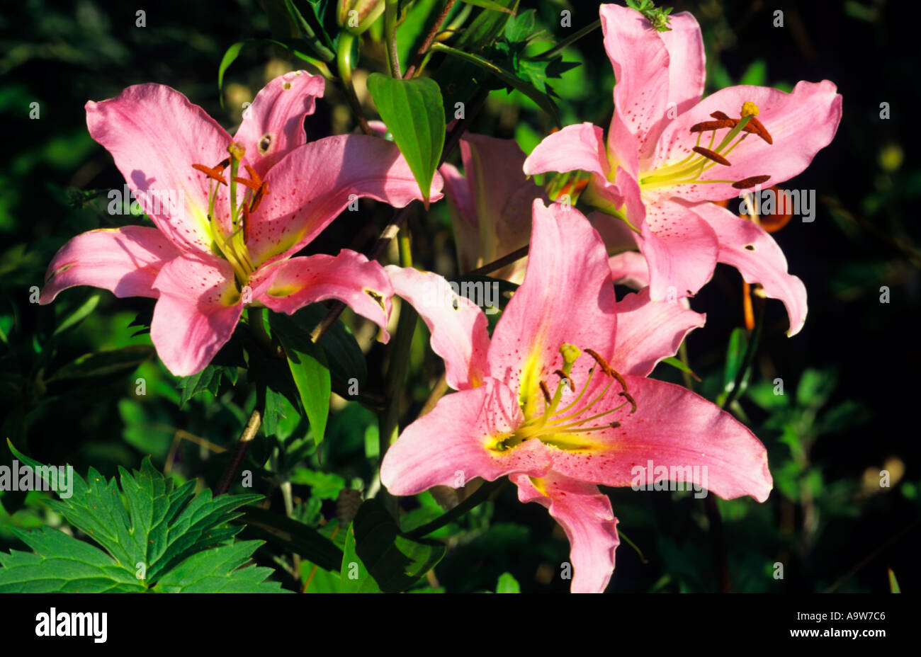 Lilium Hybriden Detailansicht von Blumen im Garten Potton bedfordshire Stockfoto