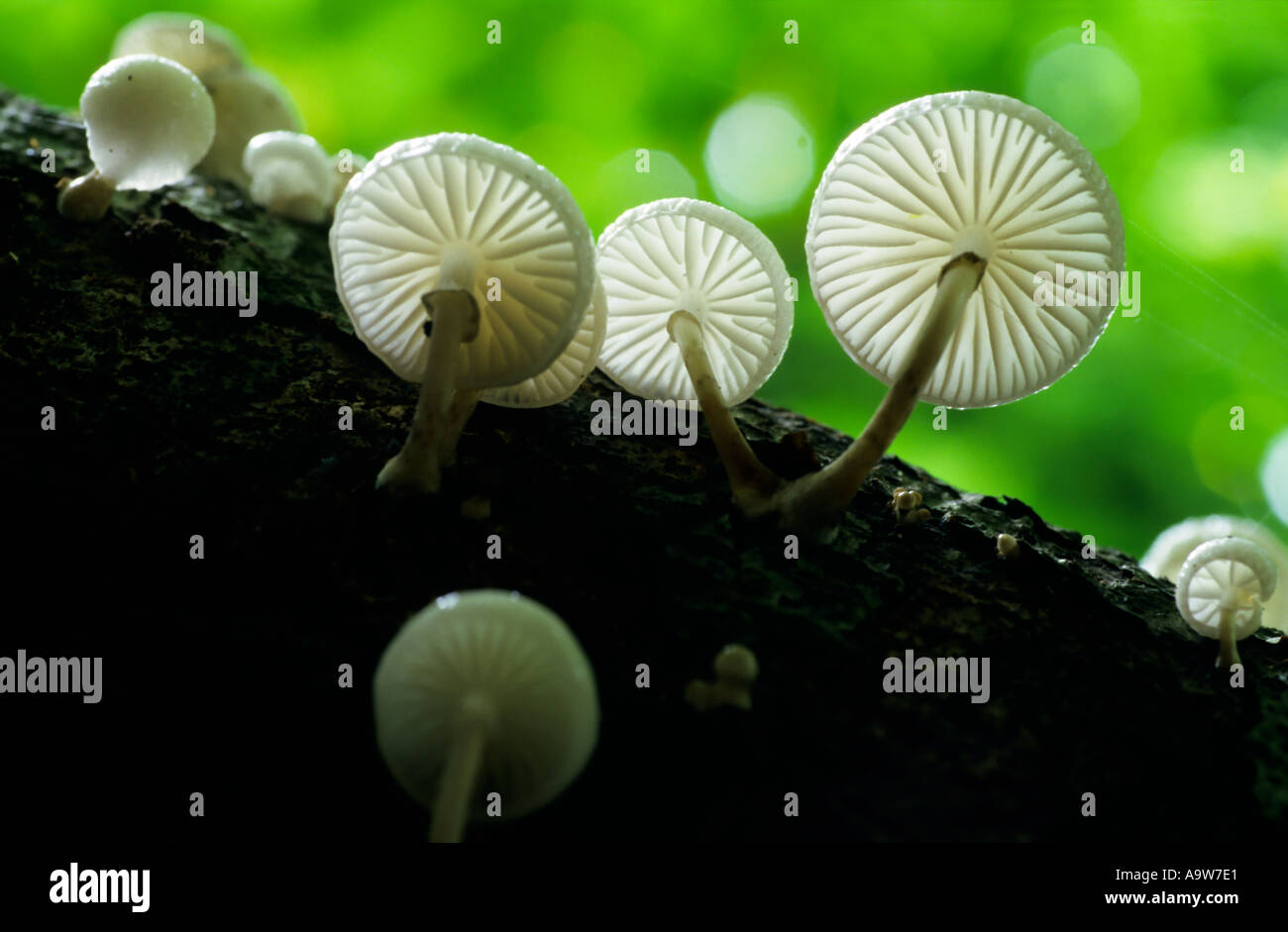 Pocelain Pilz Oudemamsiella Mucida Hintergrundbeleuchtung auf Buche Ashridge bedfordshire Stockfoto