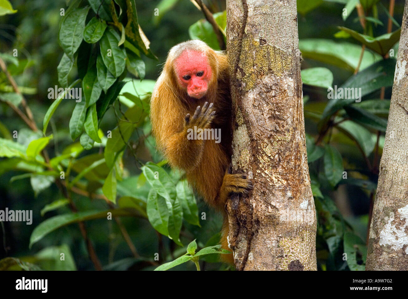 Roter Uakari Affen Amazonas Brasilien Stockfoto