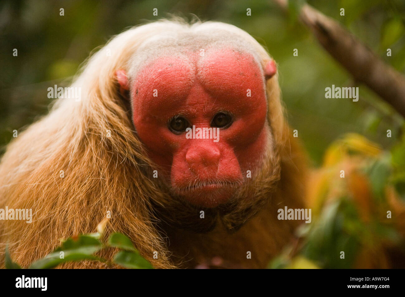 Roter Uakari Affen Amazonas Brasilien Stockfoto