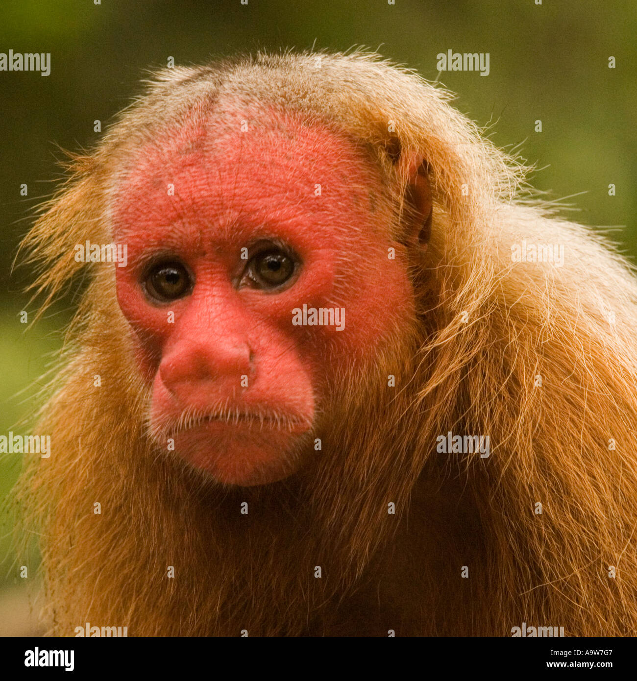 Roter Uakari Affen Amazonas Brasilien Stockfoto