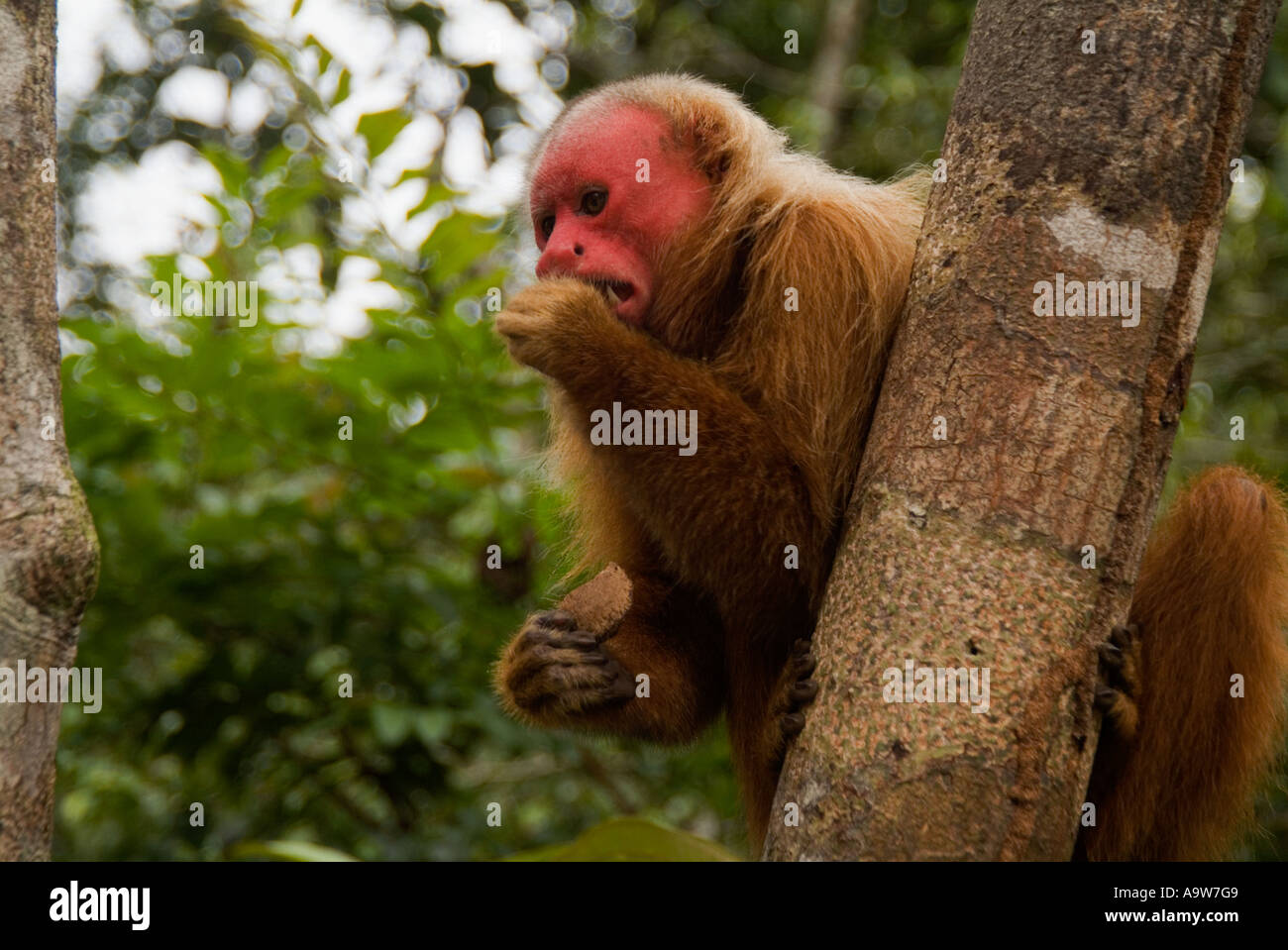 Roter Uakari Affen Amazonas Brasilien Stockfoto