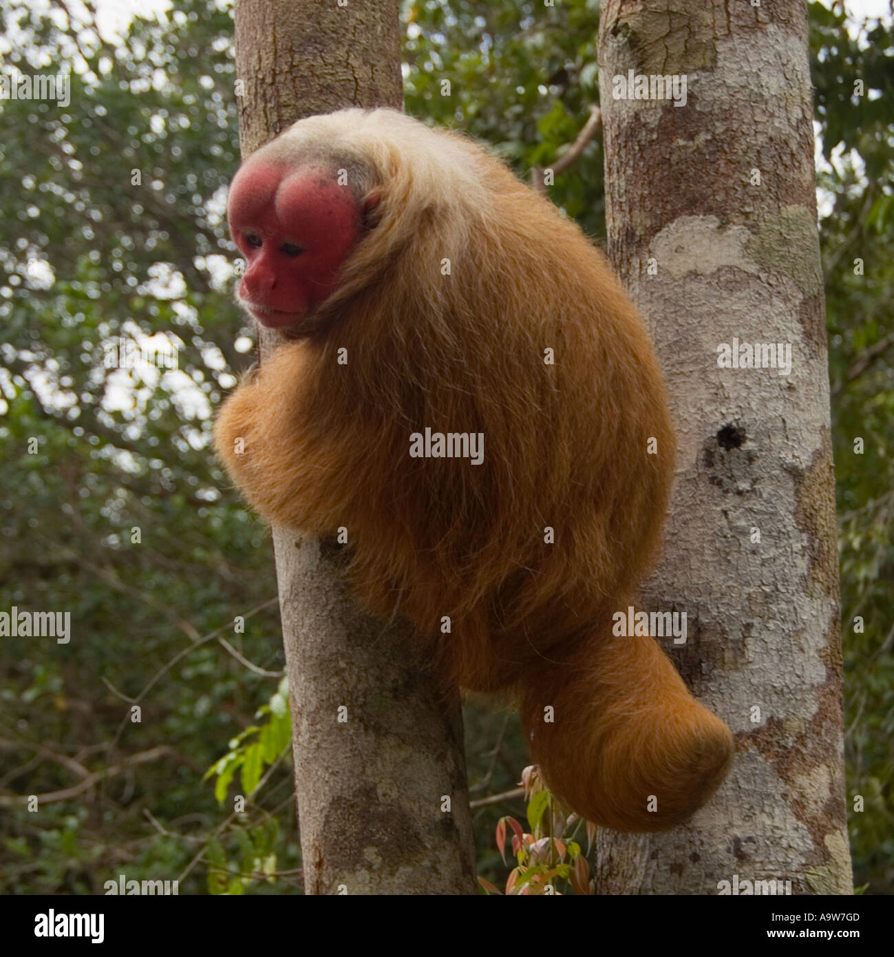Roter Uakari Affen Amazonas Brasilien Stockfoto