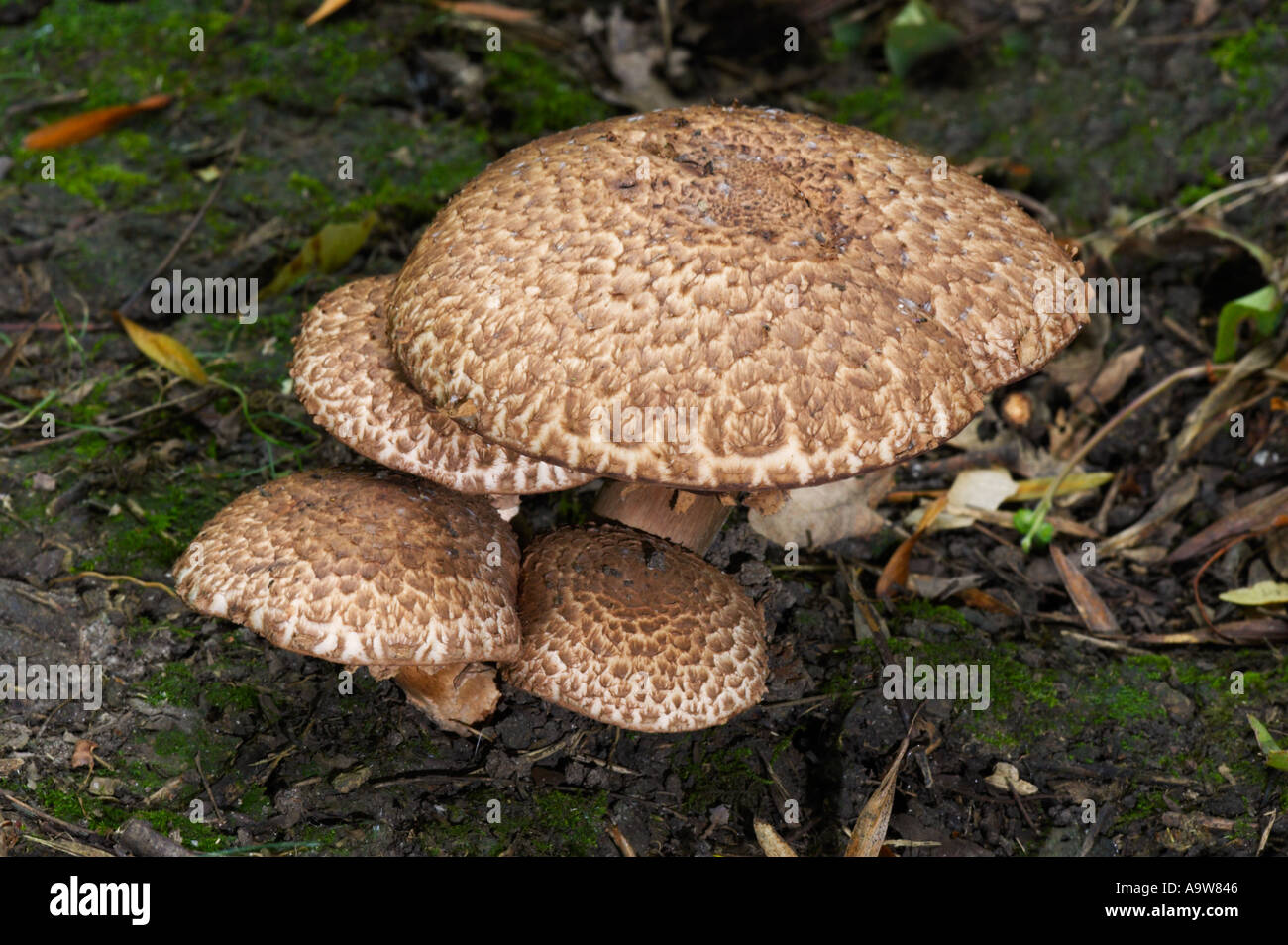 Agaricus Augusta nette Gruppe wächst in Hatley Holz cambridgeshire Stockfoto
